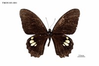 藏品(無尾白紋鳳蝶)的圖片